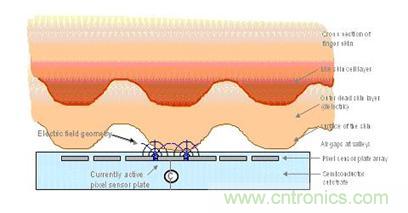 黑客竟能從手指照片復制指紋，指紋識別還安全嗎？