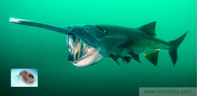 檢測不到信號,是加點噪聲?還是濾除噪聲?