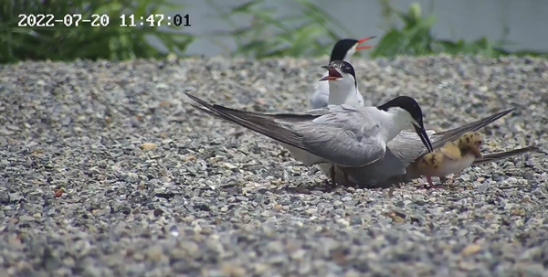 世界濕地日:海康威視攜手一個地球自然基金會,在上海守護這個重要“驛站” 世界濕地日:海康威視攜手一個地球自然基金會,在上海守護這個重要“驛站”