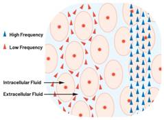  圖1.人體組織的電導(dǎo)率  因此，按照如上初步近似思路，模擬人體行為的電子電路可以建模如下：電阻Ri（細(xì)胞內(nèi)電阻）與電容（細(xì)胞膜電容）串聯(lián)，二者與另一個(gè)電阻Re（細(xì)胞外電阻）并聯(lián)，如圖2所示2。人體的阻抗范圍在1 kHz左右的低頻時(shí)為10 kΩ至1 MΩ，在1 MHz左右的高頻時(shí)為1 kΩ至100 Ω。