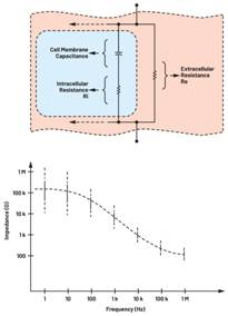  圖3.人體皮膚的三種主要RC分層模型：(a) Tregear、(b) Lykken、(c) Montague